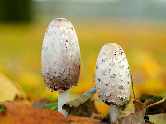 포토 JPG 해외이미지 식물 계절 잎 밭 채소 가족 자연 아침 건강 스웨덴 사람없음 목재 초록색 노란색 버섯 젖음 성장 껍질 흰색 나뭇가지 닫기 떨어짐 위험 묘사 오브젝트 유기농 날것 5 갈기 변호사 곰팡이 그물버섯 땅바닥 삼림지대 식용 이국적 캡모자 해외202309 해외포토 주간 나무 직업 모자_잡화 웰빙 컬러 컨셉 농업 재료 관계 모션 바닥 북유럽 숫자 숲 생태계 파일형식