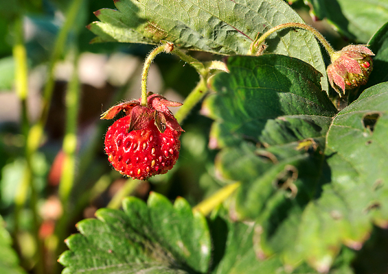 포토 JPG 해외이미지 식물 라이프스타일 계절 열매 꽃 음식 컬러 백그라운드 잎 꽃무늬 밭 농업 다이어트 과일 자연 딸기 디저트 건강 사람없음 야외 빨간색 초록색 뷰티 농장 정원 봄 수확 성장 신선 달콤 맛 먹기 유기농 내추럴 밭일 숙성 채식주의자 맛있는 해외202309 해외포토 웰빙 산업 컨셉 무늬 모션 생활 생태계 채식 파일형식