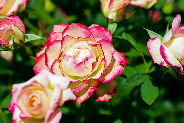 포토 JPG 해외이미지 식물 꽃잎 꽃 줄기 분홍색 꽃다발 백그라운드 잎 꽃무늬 패턴 자연 벽지 하늘 발렌타인데이 사랑 미술 사람없음 장식 빨간색 초록색 뷰티 장미 정원 맑음 활발 낭만 벚꽃 나뭇가지 인사 신선 생일 개화 원예 질감 부드러움 스타일 해외202309 해외포토 나무 기념일 감정 컬러 컨셉 무늬 데이이벤트 날씨 문화예술 취미 예절 감각 생태계 파일형식