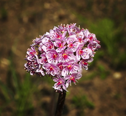 포토 JPG 해외이미지 식물 계절 꽃잎 꽃 분홍색 컬러 백그라운드 꽃무늬 우산 자연 풍경 사람없음 야외 여름 뷰티 정원 봄 벚꽃 흰색 개화 닫기 인도인 원예 내추럴 영원 해외202309 해외포토 외국인 무늬 모션 동양인 취미 생태계 파일형식