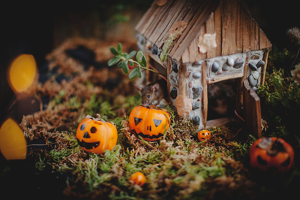 포토 JPG 해외이미지 동물 응시 시선 계절 백그라운드 컨셉 오렌지 포유류 자연 탁자 호박 휴가 전등 생물 주택 종류 감 사람없음 반려동물 뷰티 파티 할로윈 등불 축하 개화 쥐 설치류 작음 무서움 호기심 꼬리 잭 목각 10월 가면무도회 오싹 해외202309 해외포토 꽃 감정 가구 채소 과일 조명 이벤트 건물 날짜 크기 생태계 무도회 파일형식