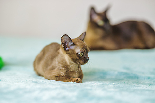 포토 JPG 해외이미지 사람없음 파란색 귀여움 고양이 해외202309 해외포토 컬러 컨셉 포유류 반려동물 파일형식