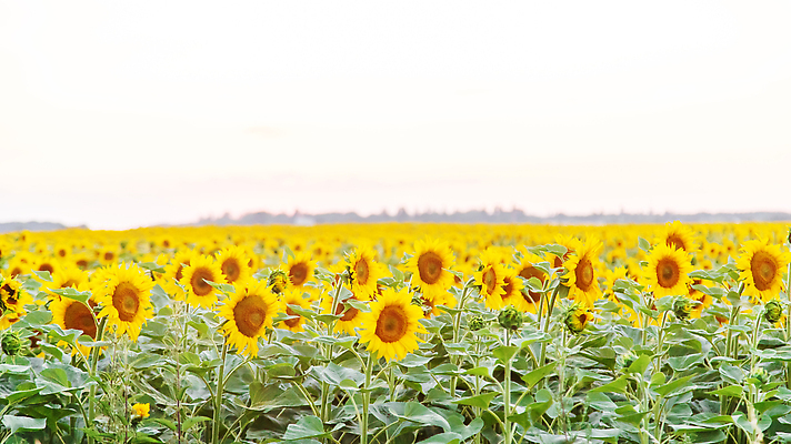 포토 JPG 해외이미지 식물 배너 계절 꽃잎 꽃 백그라운드 잎 꽃무늬 밭 농업 오렌지 자연 하늘 해바라기 씨앗 사람없음 야외 초록색 파란색 농작물 컬러풀 햇빛 태양 뷰티 농장 노란색 맑음 활발 성장 벚꽃 광선 시골 원형 개화 유기농 꽃가루 내추럴 밭일 카피스페이스 해외202309 해외포토 자연요소 도형 웰빙 산업 컬러 컨셉 무늬 과일 날씨 공백 가루 생태계 파일형식