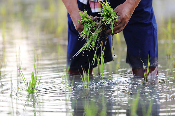 포토 JPG 해외이미지 손 한명 성인 신체부위 새싹 하반신 성장 쌀 농부 모내기 논밭 성인한명만 해외포토 식물 직업 1 밭 농업 곡류 논 사람 성인만 파일형식