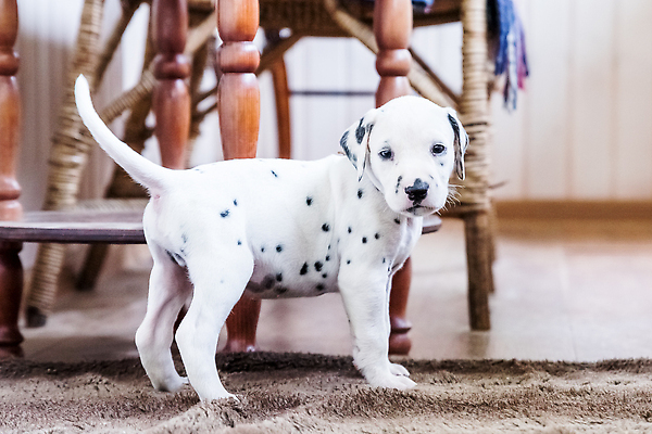 포토 JPG 해외이미지 동물 1 응시 행복 얼굴 컨셉 포유류 놀이 바닥 주택 털 함께함 사람없음 야외 반려동물 갈색 검은색 기쁨 흰색 점 개 강아지 모피 사냥 솜털 수의사 송곳니 거짓말 고립 기르기 달마시안 돌봄 동반자 유래 순혈 해외202309 해외포토 시선 감정 컬러 모션 건물 신체부위 의사 치아 파일형식