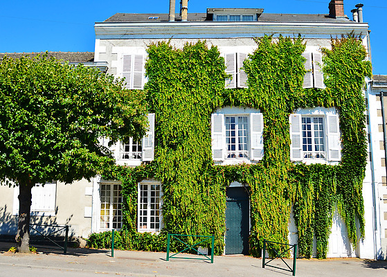 포토 JPG 해외이미지 식물 전통 외관 꽃 벽 백그라운드 잎 꽃무늬 패턴 건축양식 창문 자연 포도 주택 프레임 사람없음 야외 건물 장식 초록색 여름 컬러풀 뷰티 마을 봄 프랑스 수확 골동품 흰색 시골 클래식 오두막 시골집 질감 포도나무 아이비 옛날 국경 해외202309 해외포토 건축물 계절 건축 유럽 컬러 컨셉 무늬 농업 과일 과일나무 생태계 파일형식