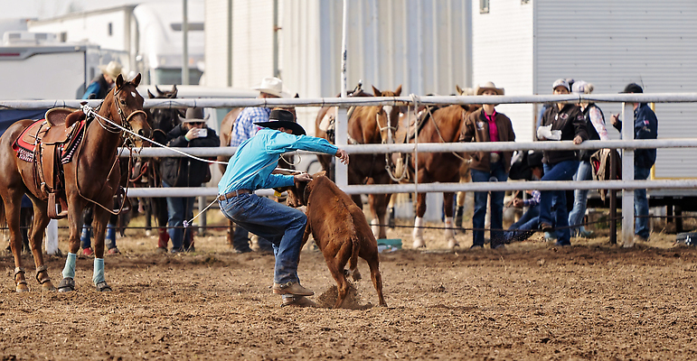 포토 JPG 해외이미지 동물 남자 밧줄 스포츠 포즈 뿔 이벤트 사람없음 야외 달리기 가축 경쟁 경기장 목장 공연 운전 시골 소 승마 카우보이 호주 승차 주식 위험 속도 먼지 로데오 송아지 땅바닥 라이더 서쪽 해외202309 해외포토 줄 새끼 컨셉 포유류 스포츠시설 모션 바닥 사람 금융 오세아니아 방향 파일형식
