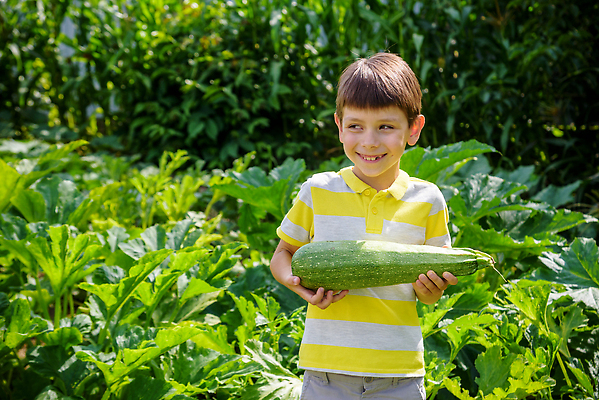 포토 JPG 해외이미지 식물 계절 행복 어린이 음식 잎 다이어트 채소 자연 호박 건강 식이요법 한명 사람 소년 야외 초록색 농작물 햇빛 농장 노란색 마을 정원 맑음 수확 성장 시골 신선 잡기 맛 농부 상품 큼 에코 유기농 원예 스쿼시 숙성 주키니 채식주의자 비건 해외202309 해외포토 직업 1 웰빙 남자 감정 스포츠 컬러 컨셉 농업 모션 날씨 취미 태양 구기 환경 크기 생태계 채식 파일형식