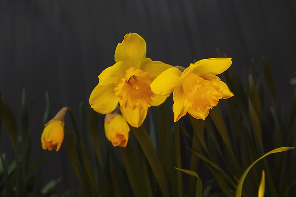 포토 JPG 해외이미지 식물 계절 꽃잎 꽃 컬러 꽃다발 백그라운드 꽃무늬 밭 자연 부활절 사람없음 야외 초록색 빛 컬러풀 뷰티 노란색 정원 맑음 봄 펼침 성장 벚꽃 신선 개화 황금 원예 수선화 내추럴 고립 타임랩스 해외202309 해외포토 기념일 무늬 농업 모션 날씨 촬영기법 취미 생태계 파일형식