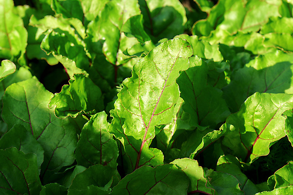 포토 JPG 해외이미지 식물 계절 음식 잎 농업 다이어트 채소 재료 자연 건강 사람없음 빨간색 초록색 여름 농작물 농장 정원 봄 수확 성장 시골 신선 농부 유기농 원예 비타민 모종 밭일 비트 채식주의자 비건 해외202309 해외포토 직업 웰빙 산업 컬러 취미 생태계 채식 영양소 파일형식