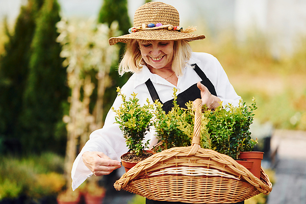 포토 JPG 해외이미지 백인 여자 노년 행복 화분 한명 들기 상반신 취미 야외 앞모습 실버라이프 바구니 정원 봄 기쁨 원예 원예식물 원예용품 노인여자한명만 해외202309 해외포토 서양인 식물 1 라이프스타일 계절 감정 뷰포인트 생활용품 모션 사람 성인 여자한명만 노인여자만 파일형식