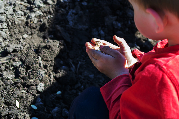 포토 JPG 해외이미지 식물 손 계절 지구 음식 백그라운드 컨셉 잎 크리스마스 농업 채소 자연 호박 디저트 씨앗 사람 사람없음 야외 장식 초록색 농작물 농장 정원 저녁식사 흙 봄 성장 아기 업무 농부 작음 땅 굽기 뿌리기 유기농 원예 먼지 내추럴 고립 땅바닥 모종 파종 해외202309 해외포토 직업 웰빙 기념일 산업 컬러 모션 바닥 취미 신체부위 농사 식사 작업 크기 구이 생태계 파일형식