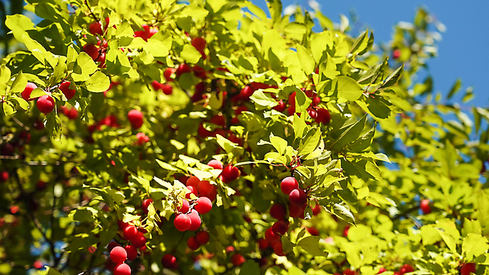 포토 JPG 해외이미지 나무 식물 계절 음식 잎 농업 오렌지 과일 자연 디저트 건강 사람없음 야외 빨간색 초록색 파란색 농장 정원 농사 수확 성장 나뭇가지 시골 신선 체리 그룹 달콤 맛 과수원 유기농 원예 자두 건강식 내추럴 밭일 숙성 해외202309 해외포토 웰빙 산업 컬러 컨셉 취미 생태계 파일형식