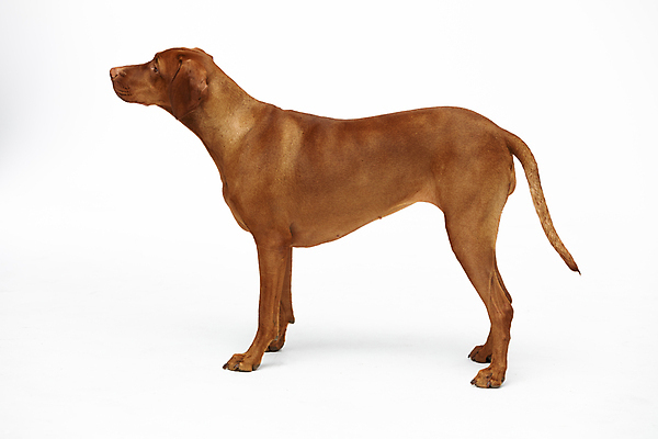 포토 JPG 해외이미지 동물 포유류 털 실내 건강 종류 서기 사람없음 옆모습 반려동물 뷰티 갈색 힘 코트 관찰 기다림 개 큼 스마트 집중 흰배경 사냥 사냥개 부드러움 기르기 유래 충실 해외202309 해외포토 뷰포인트 컬러 백그라운드 컨셉 모션 내부 외투 흰색 감각 크기 돌봄 파일형식