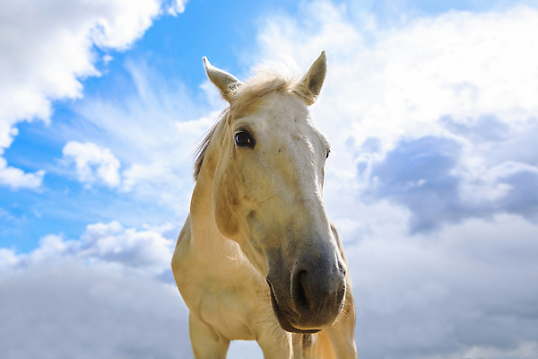 포토 JPG 해외이미지 동물 1 얼굴 백그라운드 포유류 자연 하늘 털 사람없음 야외 파란색 반려동물 농장 머리 봄 흰색 시골 만 승마 닫기 속눈썹 묘사 기르기 총구 해외202309 해외포토 계절 스포츠 컬러 농업 모션 신체부위 눈썹 생태계 돌봄 파일형식