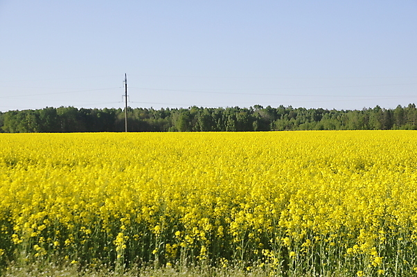 포토 JPG 해외이미지 식물 계절 꽃 백그라운드 밭 농업 자연 벽지 하늘 사람없음 야외 파란색 컬러풀 농장 노란색 맑음 봄 수확 벚꽃 시골 개화 황금 유채 내추럴 해외202309 해외포토 산업 컬러 날씨 생태계 파일형식