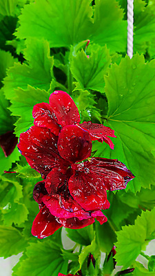 포토 JPG 해외이미지 식물 꽃 백그라운드 잎 자연 탁자 표면 새로움 그림자 서기 사람없음 목재 빛 울타리 세일 상점 정원 어둠 골동품 광선 물방울 나뭇가지 시골 신선 판넬 바늘 체리 이슬 카네이션 질감 아로마 지역 금잔화 채소밭 모종 옛날 프로젝트 가문비나무 그리너리 개조 해외202309 해외포토 나무 가구 컨셉 밭 과일 재료 모션 담장 도구 생태계 파일형식 트랜드컬러