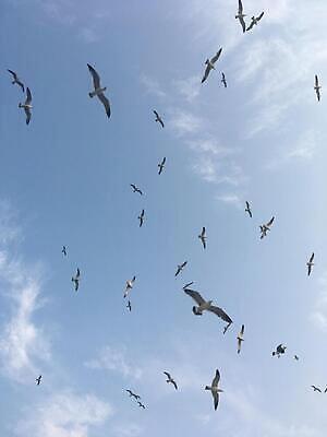 포토 JPG 해외이미지 척추동물 자연 조류 하늘 사람없음 빛 해외202309 해외포토 동물 생태계 파일형식