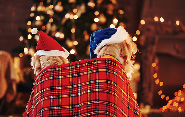 포토 JPG 해외이미지 크리스마스 두마리 산타모자 실내 사람없음 뒷모습 아웃포커스 골든리트리버 강아지 담요 보케 빛망울 해외202309 해외포토 모자_잡화 기념일 뷰포인트 2 촬영기법 내부 빛 반려동물 개 리트리버 파일형식