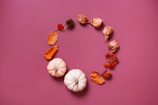 포토 JPG 해외이미지 식물 음식 분홍색 컬러 백그라운드 잎 채소 오렌지 재료 자연 호박 추상 휴가 건조 흑백 사람없음 야외 장식 노란색 화환 공백 할로윈 수확 신선 작음 9월 11월 스웨터 날것 추수감사절 10월 내추럴 숙성 플랫레이 카피스페이스 비건 미니멀 해외202309 해외포토 꽃 기독교 상의 무늬 농업 과일 촬영기법 날짜 플랫 크기 생태계 채식주의자 파일형식