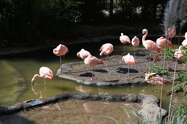 포토 JPG 해외이미지 동물 유럽 호수 야생동물 분홍색 여행 백그라운드 건축양식 자연 조류 사랑 서기 사람없음 야외 가로 빨간색 물 파란색 컬러풀 뷰티 반사 걷기 흰색 연못 그룹 플라밍고 깃털 부리 소금 내추럴 동물상 랜드마크 이국적 해외202309 해외포토 자연요소 건축 감정 나라 컬러 모션 조형물 생태계 파일형식