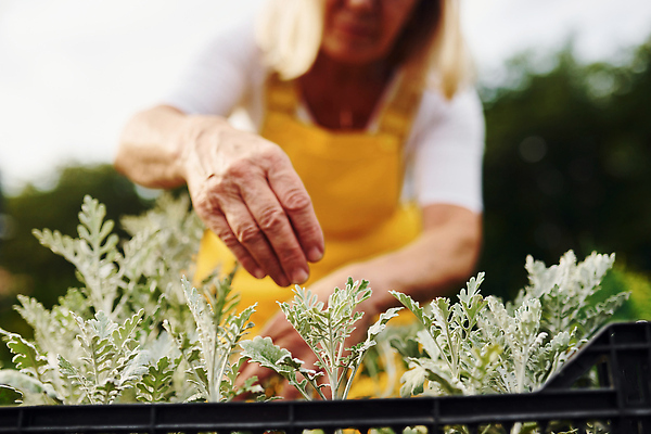 포토 JPG 해외이미지 백인 여자 노년 행복 화분 관리 한명 상반신 취미 야외 앞모습 실버라이프 정원 봄 기쁨 원예 원예식물 원예용품 노인여자한명만 해외202309 해외포토 서양인 식물 1 라이프스타일 계절 감정 뷰포인트 생활용품 사람 성인 여자한명만 노인여자만 파일형식