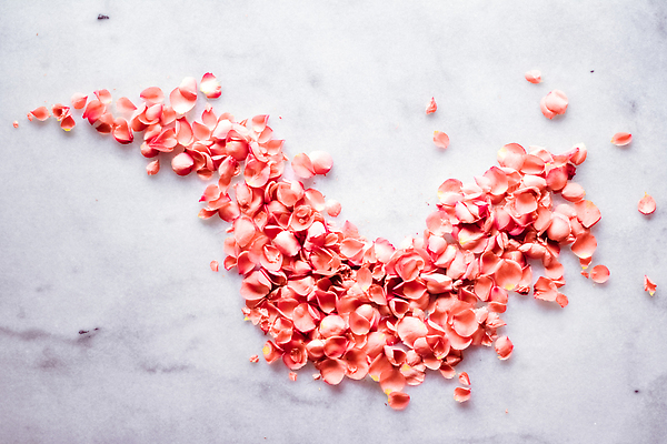 포토 JPG 해외이미지 꽃잎 백그라운드 곡선 사람없음 장미 카피스페이스 코랄 해외202309 해외포토 꽃 선 컬러 공백 파일형식