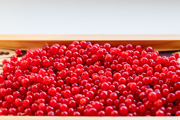 포토 JPG 해외이미지 식물 계절 열매 음식 컬러 백그라운드 잎 다이어트 과일 재료 자연 디저트 건강 사람없음 빨간색 초록색 여름 빛 농작물 뷰티 쌓기 정원 수확 흰색 신선 그룹 달콤 맛 다발 먹기 오브젝트 유기농 원예 질감 날것 비타민 흙더미 내추럴 건포도 고립 숙성 채식주의자 해외202309 해외포토 웰빙 컨셉 농업 모션 포도 취미 흙 생태계 채식 건과일 영양소 파일형식 더미