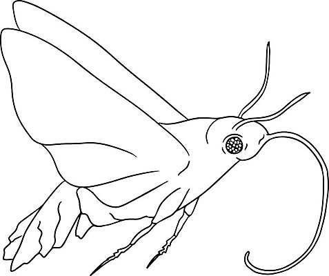 EPS 해외이미지 동물 캐릭터 손 디자인 교육 어린이 컬러 곤충 날개 일러스트 자연 미술 성인 장식 책 여름 정원 검은색 수확 흰색 벌레 숲 인쇄 만화 스케치 딱정벌레 심볼 그림 윤곽 페이지 공상 내추럴 벡터 해외202309 해외일러스트 일러캐릭터 계절 농업 문화예술 사람 신체부위 생태계 파일형식