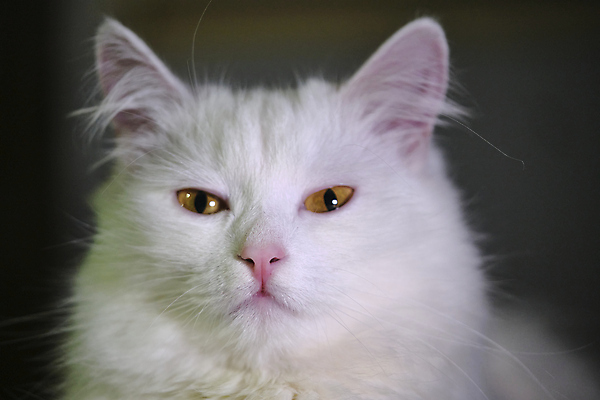 포토 JPG 해외이미지 동물 1 응시 얼굴 야생동물 컬러 백그라운드 부분 포유류 수염 털 사람없음 초록색 빛 반려동물 노란색 머리 검은색 고양이 흰색 관찰 황금 큼 모피 콧수염 사냥 육식동물 얼룩무늬 붓꽃 솜털 노려봄 금요일 주목 해외202309 해외포토 시선 꽃 무늬 모션 표정 신체부위 크기 요일 파일형식