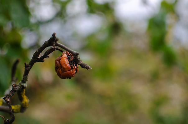 포토 JPG 해외이미지 나무 식물 계절 음식 백그라운드 과일 자연 매달리기 사람없음 야외 빨간색 농작물 갈색 정원 가을 흰색 나뭇가지 죽음 시간 절약 원형 사과 오브젝트 유기농 시들음 내추럴 나쁜 숙성 썩음 옛날 해외202309 해외포토 도형 웰빙 컬러 컨셉 농업 모션 생태계 파일형식