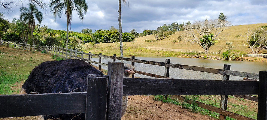 포토 JPG 해외이미지 동물 응시 여자 길 야생동물 여행 아프리카 자연 조류 휴가 동물원 서기 사람없음 울타리 농장 머리 치킨 가축 사막 흰색 호주 보호 큼 먹기 사파리 깃털 부리 새장 지역 목 타조 칠면조 내추럴 양모 동물상 해외202309 해외포토 시선 나라 컬러 컨셉 농업 모션 사람 신체부위 담장 조형물 직물 오세아니아 크기 생태계 닭고기요리 케이지 파일형식