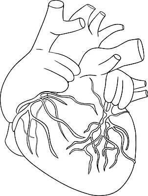 EPS 해외이미지 모양 손 디자인 교육 선 과학 백그라운드 컨셉 신체 일러스트 해부 추상 프레임 건강 미술 사람 내부 그래픽 장식 세트 약 연필 검은색 오르간 낙서 인쇄 스케치 수집 사인 그림 간 시스템 돌봄 엘리먼트 벡터 해외202309 해외일러스트 컬러 무늬 의학 모션 문화예술 학용품 신체부위 필기구 장기_의학 건반악기 파일형식