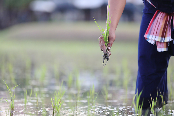 포토 JPG 해외이미지 손 한명 성인 신체부위 새싹 하반신 성장 쌀 농부 모내기 논밭 심기 성인한명만 해외포토 식물 직업 1 밭 농업 모션 곡류 논 사람 성인만 파일형식