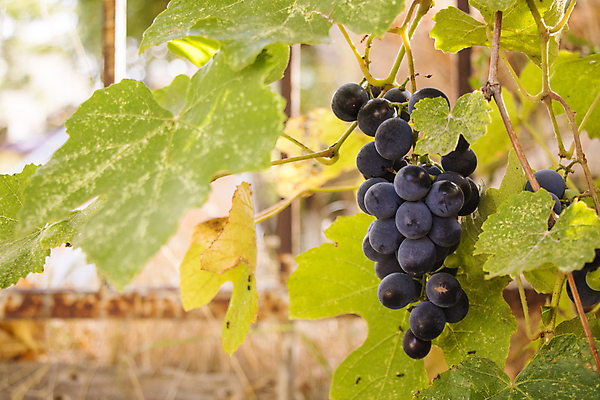 포토 JPG 해외이미지 식물 음식 백그라운드 농업 과일 자연 포도 건강 사람없음 빨간색 초록색 물 파란색 와인 보라색 검은색 어둠 수확 나뭇가지 신선 닫기 달콤 맛 떨어짐 다발 유기농 질감 포도밭 포도나무 내추럴 고립 숙성 조지아 채식주의자 해외202309 해외포토 자연요소 나무 웰빙 산업 컬러 컨셉 밭 모션 주류 과일나무 생태계 채식 동유럽 파일형식