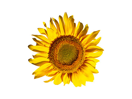 포토 JPG 해외이미지 식물 계절 꽃잎 꽃 길 클리핑패스 컬러 백그라운드 잎 꽃무늬 농업 오렌지 자연 해바라기 국화 씨앗 사람없음 컬러풀 태양 뷰티 노란색 환경 정원 맑음 봄 수확 벚꽃 흰색 원형 개화 황금 닫기 자르기 묘사 오브젝트 유기농 원예 질감 꽃가루 내추럴 고립 해외202309 해외포토 자연요소 도형 웰빙 산업 무늬 과일 모션 날씨 취미 가루 생태계 파일형식