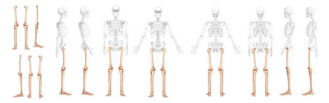 EPS 해외이미지 모델 손 여자 남자 과학 신체 일러스트 뼈 골격 건강 사람 세트 약 머리 3D 플랫 엉덩이 흉부 수집 척추 생물학 시스템 팔 바비큐립 고립 양발 해골모형 벡터 해외202309 해외일러스트 교육 의학 신체부위 모형 호흡기관 바비큐 디지털합성 파일형식