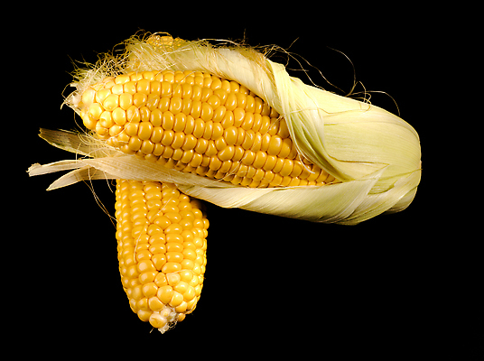 포토 JPG 해외이미지 식물 문화 음식 백그라운드 잎 농업 다이어트 채소 재료 자연 건강 옥수수 요리 사람없음 초록색 농작물 농장 노란색 우주 검은색 식사 수확 껍질 흰색 신선 황금 닫기 달콤 맛 낟알 시리얼 먹기 유기농 알맹이 날것 귀 팝콘 내추럴 고립 숙성 채식주의자 맛있는 해외202309 해외포토 웰빙 산업 컬러 컨셉 모션 곡류 신체부위 생태계 채식 파일형식