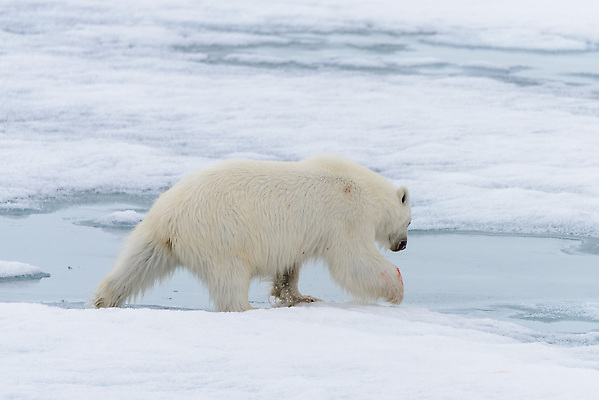 포토 JPG 해외이미지 한마리 야생동물 겨울 사람없음 추위 흰색 눈 북극 북극곰 빙하 먹이사냥 해외202309 해외포토 자연요소 동물 1 계절 컬러 곰 날씨 극지방 파일형식