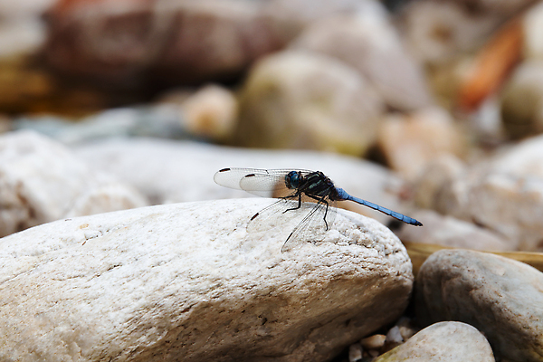 포토 JPG 해외이미지 동물 야생동물 컬러 곤충 백그라운드 자연 종류 사람없음 야외 가로 파란색 뷰티 환경 사진촬영 활발 펼침 흰색 투명 벌레 잠자리 망토 흉부 질감 꼬리 서식지 내추럴 남아프리카 해외202309 해외포토 컨셉 모션 아프리카 촬영 호흡기관 생태계 파일형식