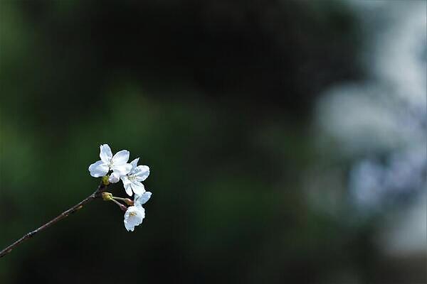 포토 JPG 해외이미지 식물 꽃잎 꽃 잎 자연 생물 사람없음 초록색 봄 들꽃 벚꽃 나뭇가지 해외202309 해외포토 나무 계절 컬러 생태계 파일형식