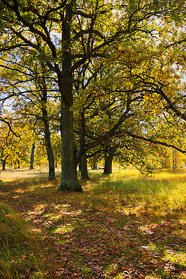 포토 JPG 해외이미지 나무 식물 응시 공원 잎 자연 하늘 풍경 사람없음 야외 목재 빛 햇빛 태양 일출 환경 고요 성장 숲 신비 오솔길 질감 옛날 해외202309 해외포토 자연요소 시선 공공시설 길 컨셉 재료 노을 생태계 파일형식