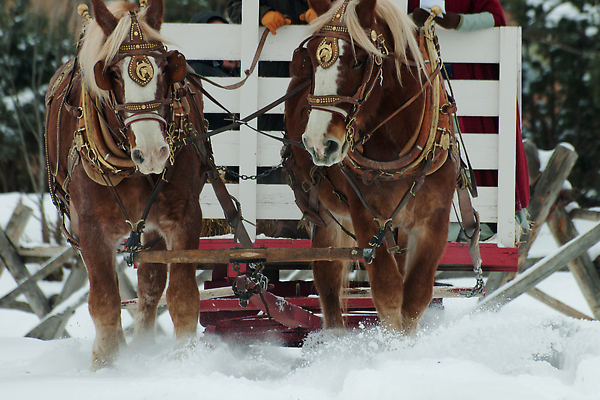 포토 JPG 해외이미지 동물 얼굴 농업 포유류 교통시설 자연 사람없음 농장 갈색 가축 흰색 마차 해외202309 해외포토 산업 교통수단 컬러 교통 신체부위 시설 생태계 파일형식