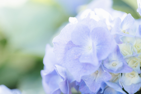 포토 JPG 해외이미지 잎 사람없음 파란색 햇빛 수국 해외202309 해외포토 식물 꽃 컬러 태양 파일형식