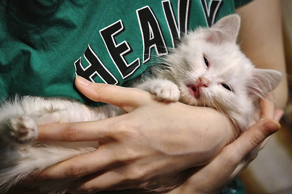 포토 JPG 해외이미지 동물 1 손 행복 어린이 새끼 백그라운드 포유류 털 사람 사람없음 반려동물 뷰티 믿음 검은색 고양이 줄무늬 흰색 아기 신생아 잡기 잠 작음 모피 팔 얼룩무늬 솜털 몸단장 거짓말 기르기 돌봄 주목 해외202309 해외포토 감정 컬러 무늬 모션 신체부위 크기 파일형식