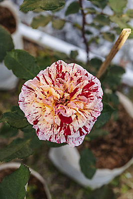 포토 JPG 해외이미지 식물 공원 꽃잎 꽃 줄기 분홍색 컬러 백그라운드 잎 꽃무늬 자연 아침 풍경 사람없음 야외 빨간색 초록색 여름 컬러풀 뷰티 장미 머리 정원 봄 성장 벚꽃 흰색 시골 신선 개화 다발 허브 향수 원예 아로마 내추럴 해외202309 해외포토 주간 계절 공공시설 무늬 취미 신체부위 화장품 생태계 파일형식