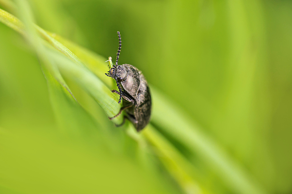 포토 JPG 해외이미지 동물 계절 야생동물 곤충 절지류 날개 자연 생물 안테나 사람없음 야외 환경 정원 검은색 황무지 닫기 해충 벌레 작음 무서움 딱정벌레 묘사 생물학 꽃가루 서식지 내추럴 기어가기 동물상 몬스터 디테일 해외202309 해외포토 교육 감정 컬러 통신 모션 조형물 크기 가루 생태계 파일형식
