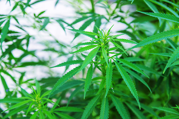 포토 JPG 해외이미지 나무 식물 계절 음식 줄기 컬러 백그라운드 잎 농업 다이어트 과일 자연 건강 사람없음 야외 빨간색 초록색 물 빛 농작물 농장 우주 정원 수확 성장 나뭇가지 신선 달콤 사과 과수원 다발 먹기 상쾌 유기농 원예 질감 내추럴 밭일 숙성 맛있는 해외202309 해외포토 자연요소 웰빙 감정 산업 모션 취미 맛 생태계 파일형식