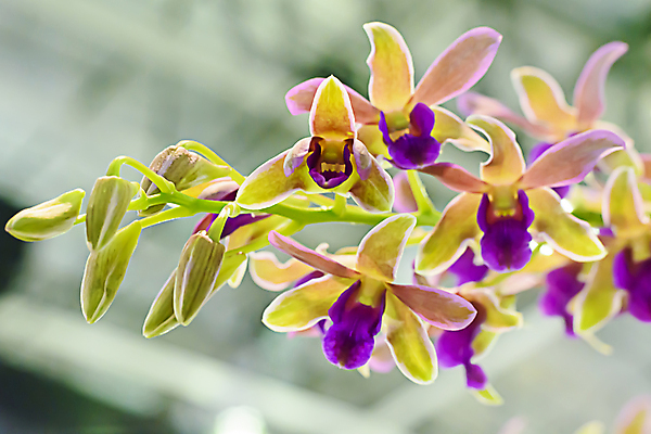 포토 JPG 해외이미지 나무 식물 디자인 꽃잎 꽃 분홍색 컬러 백그라운드 잎 꽃무늬 자연 사람없음 초록색 뷰티 노란색 보라색 스파 벚꽃 흰색 신선 난초 이국적 해외202309 해외포토 무늬 생태계 파일형식