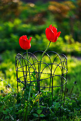포토 JPG 해외이미지 꽃 백그라운드 2 자연 잔디 사람없음 초록색 여름 울타리 햇빛 태양 뷰티 정원 맑음 일몰 봄 튤립 수비 보호 철사 내추럴 뒤뜰 해외202309 해외포토 자연요소 식물 계절 컬러 컨셉 모션 날씨 담장 노을 생태계 파일형식